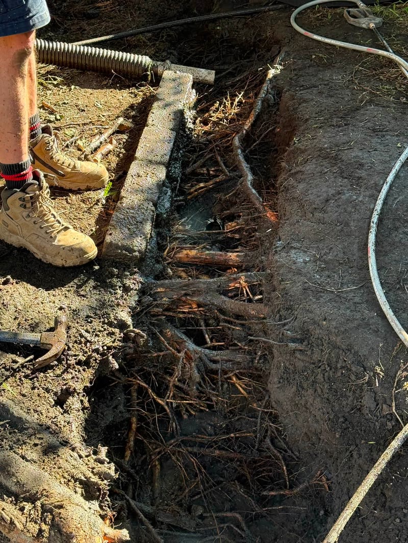 Excavated trench showing roots and service lines