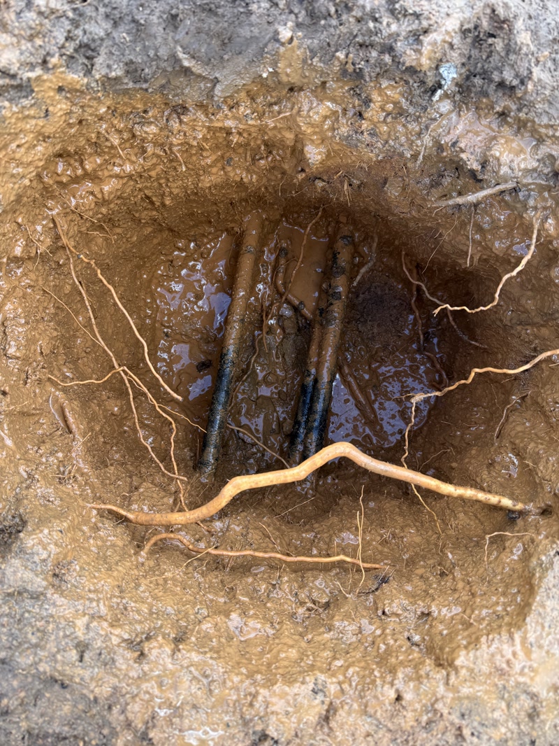 Excavation exposing roots and underground service lines