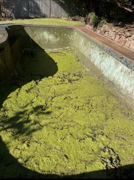 Algae-filled swimming pool before vac truck sludge removal Sydney
